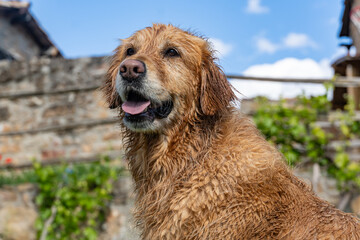 golden retriever dog