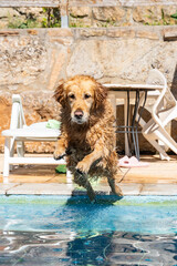 dog in the pool