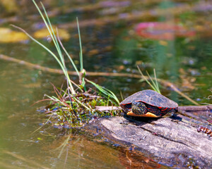 Painted Turtle Photo and Image.  Front view resting on a log in the swamp with vegetation and lily water pad background in its environment