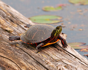 Painted Turtle Photo and Image.  resting on a log in the pond with lily water pad  and displaying its turtle shell, head, paws in its environment and habitat. Turtle Picture.