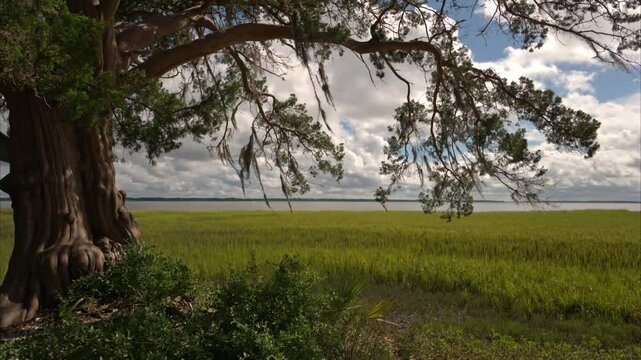 Tree overhang with marsh river views