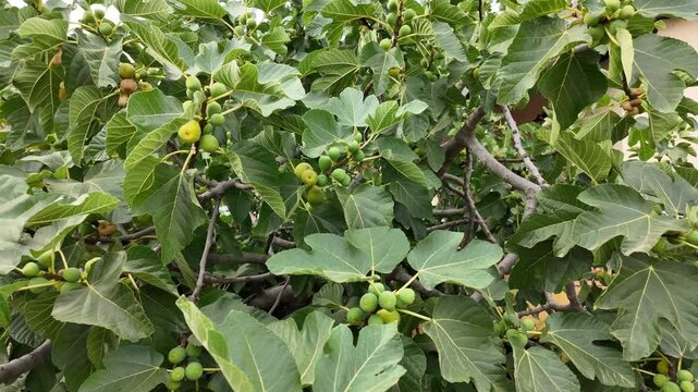 Higuera verde con higos, fruta de la huerta, paneo de c&aacute;mara 