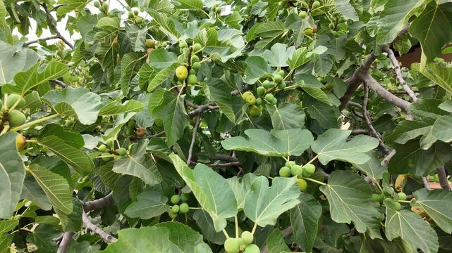 Higuera con frutos