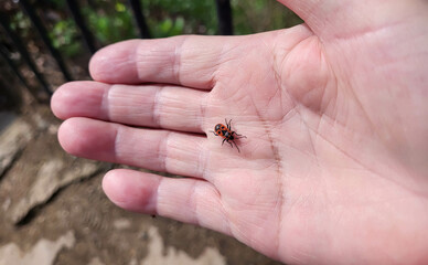 Obraz premium On a sunny spring day, a red bug soldier sits on his arm.