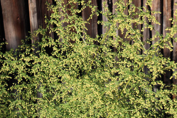 Annual wormwood (Artemisia annua) grows in nature