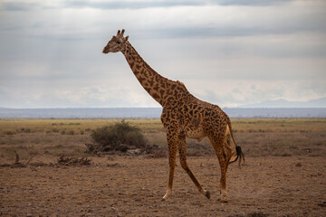 A baringo giraffe walking in Amboseli National Park, Kenya