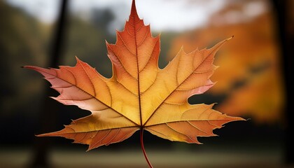 Fototapeta premium autumn maple leaf