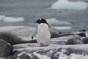 penguin in polar regions