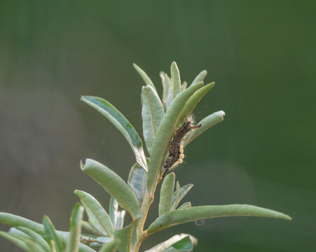la nature &ccedil;a passe par les chenilles, qui se transformeront en papillon pollinisateur