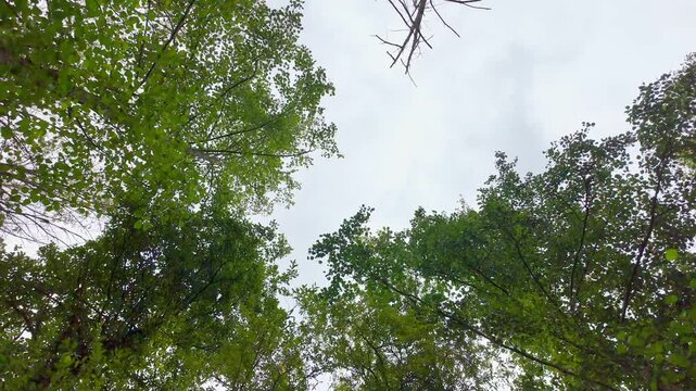 Rotaci&oacute;n de c&aacute;mara en plano contrapicado de la copa de un &aacute;rbol frondoso con hojas verdes girando en un bosque con cielo claro y despejado