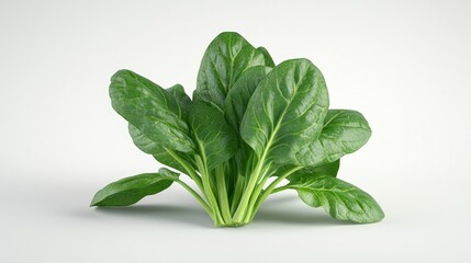 Fresh Green Spinach Leaves on White Background