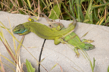 A Beautiful Lizard Basking in the Sun