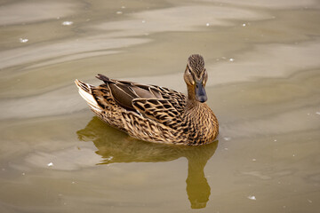 Mallard Duck Swimming in the Lake