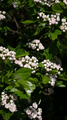 lily of the valley in the forest