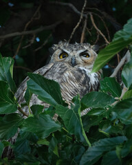 Great horned owl sitting in a tree and staring at the photographer with a judgy expression