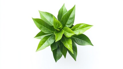 Green Plant Leaves on White Background