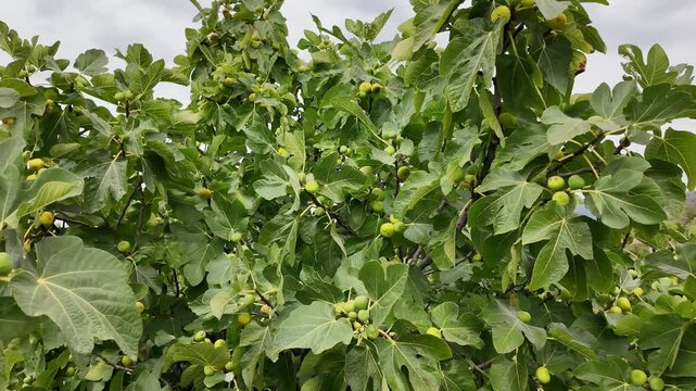 Higuera con frutos