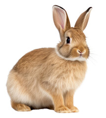 Fototapeta premium PNG Rabbit animal mammal rodent.