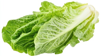 Fresh Green Romaine Lettuce