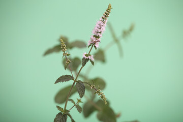 The blooming mint plant with green background
