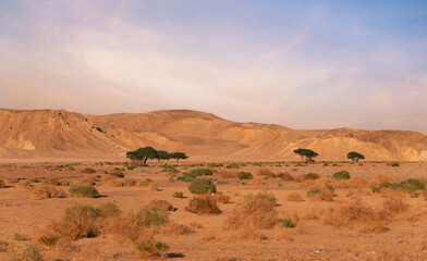Eastern desert .Wadi Meleiha .Red sea .Egypt.