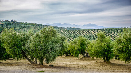 Olive grove in the province of Jaen in Andalusia