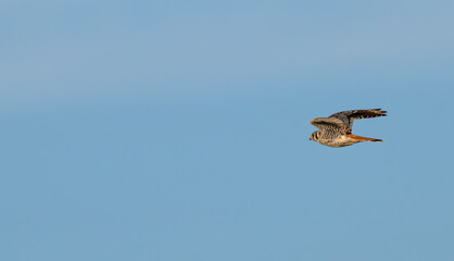 American kestrel in flight.