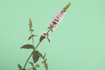 The blooming mint plant with green background © Antonio Nardelli