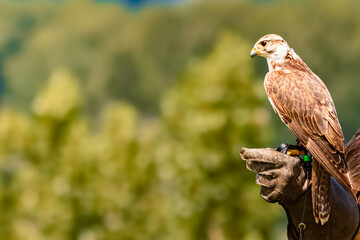Falco biarmicus, lanner falcon, standing on a glove on a sunny day in summer