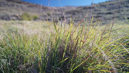 Dry grass in the hills