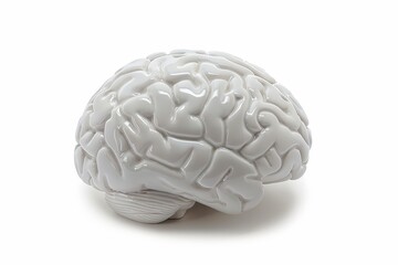 White ceramic brain model against a plain white backdrop