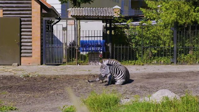 Zebra at the zoo in Kaliningrad.