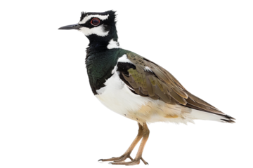 Northern Lapwing Profile Isolated on Transparent Background Detailed PNG