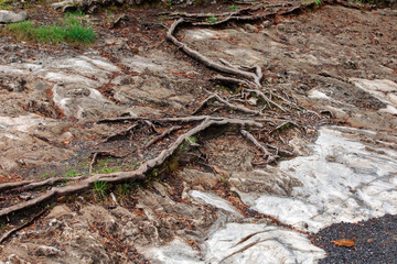 Tree roots crawl all over the stone ground.