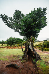 Fanal Forest. Misty forest in Fanal.  Old laurel tree in laurel tree forest in madeira in Portugal