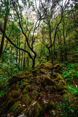 Magical misty green forest with waterfalls in Levada do Norte, Madeira island, Portugal. PR17 Pinaculo e Folhadal