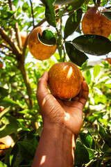 A young black woman harvesting oranges in an orchard