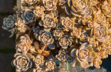 Orostachys, stonecrop, on a sunny day in summer near Bad Griesbach, Bavaria, Germany