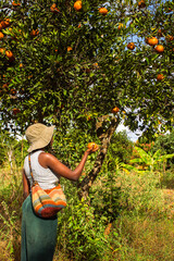A young black woman harvesting oranges in an orchard