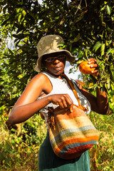 A young black woman harvesting oranges in an orchard