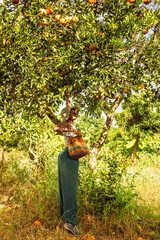 A young black woman harvesting oranges in an orchard