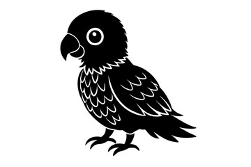 black and white bird