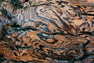 texture of wood