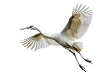 Siberian Crane in Flight Wings Outstretched Transparent Background