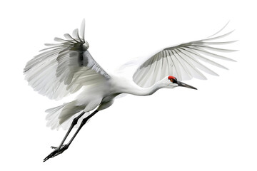 Siberian Crane in Flight Wings Outstretched Transparent Background © DA