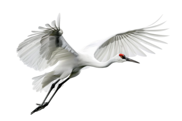 Siberian Crane in Flight Wings Outstretched Transparent Background
