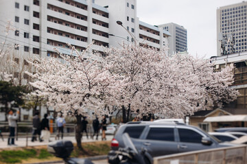Cherry blossom in South Korea, blooming sakura cherry trees in the streets of Seoul, spring sunny day, Republic of Korea, pink Cherry blossoms, azalea and magnolia flowers, spring blossom season