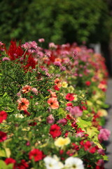 red flowers in the garden