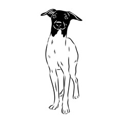 Japanese Terrier hand drawing vector illustration isolated on white background