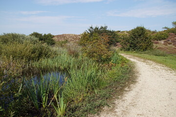 Beautiful nature with hiking trails, wetlands, dunes, lake in 'het Zwanenwater' in Callantsoog, Netherlands. Late summer, September